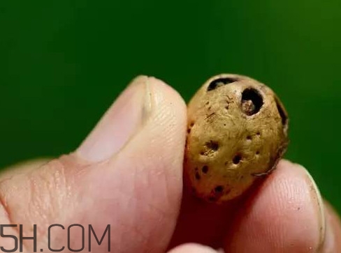 南酸棗可以泡酒嗎？南酸棗果核有什么功效