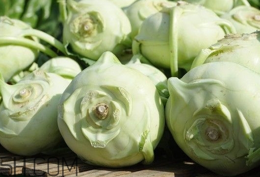 大頭菜是發(fā)物嗎？大頭菜是卷心菜嗎