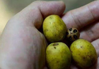 南酸棗可以泡酒嗎？南酸棗果核有什么功效