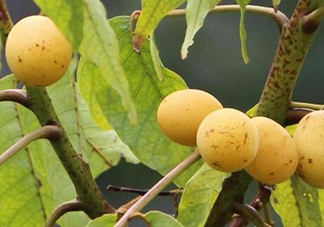 南酸棗糕怎么做？南酸棗糕吃多了會(huì)怎么樣