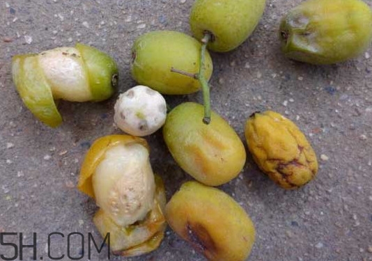 南酸棗怎么吃？南酸棗的作用與功效