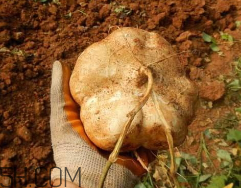 涼薯什么時(shí)候種 涼薯怎么種植 涼薯什么時(shí)候種 涼薯怎么種植