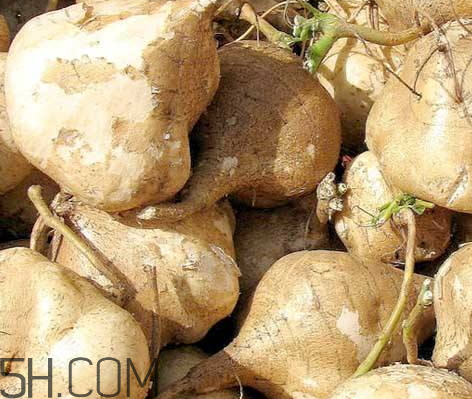 涼薯什么時(shí)候種 涼薯怎么種植 涼薯什么時(shí)候種 涼薯怎么種植