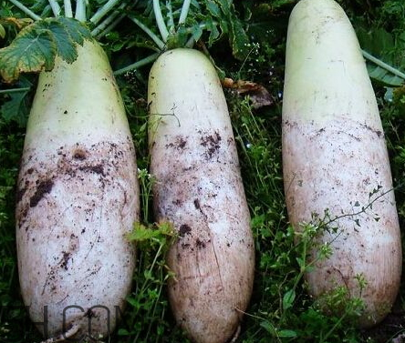 蘿卜是涼性的嗎 蘿卜是酸性還是堿性 蘿卜是涼性的嗎 蘿卜是酸性還是堿性