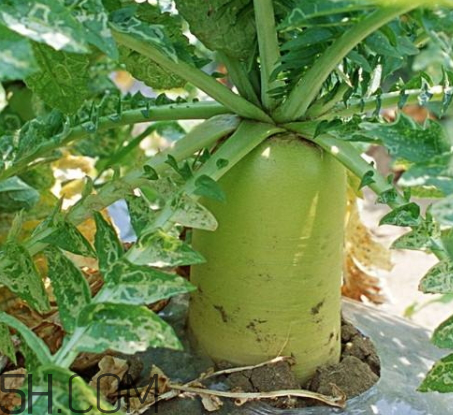 蘿卜是涼性的嗎 蘿卜是酸性還是堿性 蘿卜是涼性的嗎 蘿卜是酸性還是堿性