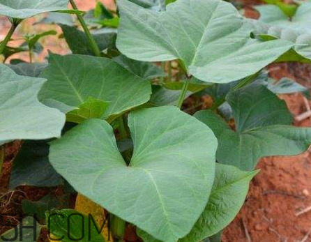 地瓜葉不能和什么一起吃 地瓜葉和什么相克 地瓜葉不能和什么一起吃 地瓜葉和什么相克