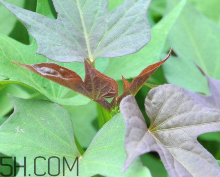 地瓜葉不能和什么一起吃 地瓜葉和什么相克 地瓜葉不能和什么一起吃 地瓜葉和什么相克