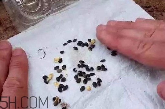 百香果的皮有什么作用？百香果籽可以種嗎