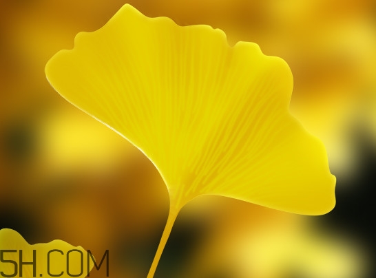 銀杏葉片能治耳鳴嗎？銀杏葉片可以降血脂嗎