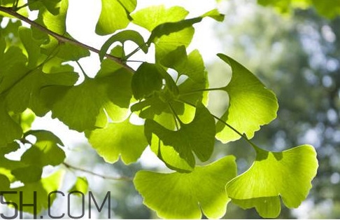 銀杏葉片多少錢一盒？銀杏葉片的功效與作用