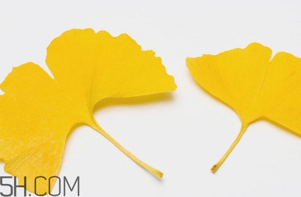 銀杏葉有什么作用？銀杏樹葉怎么處理才能當(dāng)茶葉喝