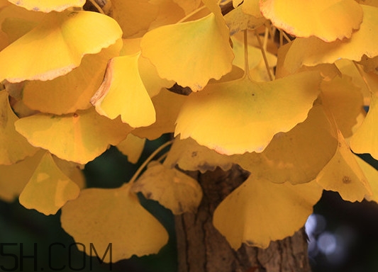 銀杏葉什么時(shí)間采收效果好？銀杏葉可以治什么病