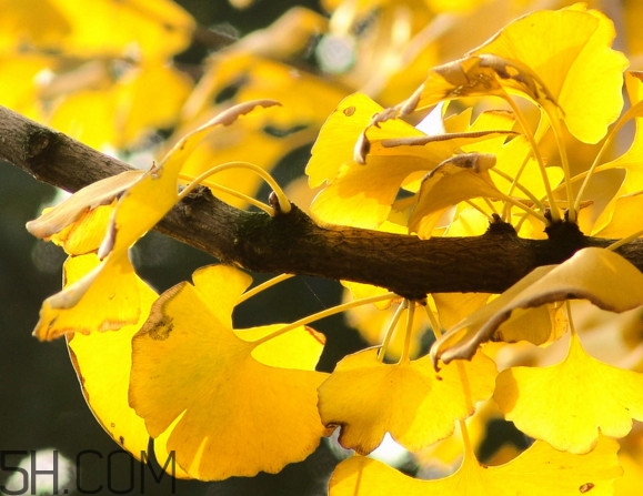 銀杏葉泡腳有什么好處？銀杏葉做枕頭有什么好處