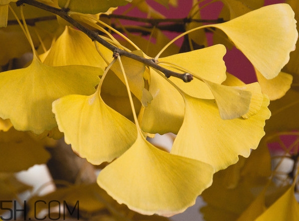 銀杏葉怎么祛斑？銀杏葉有毒嗎