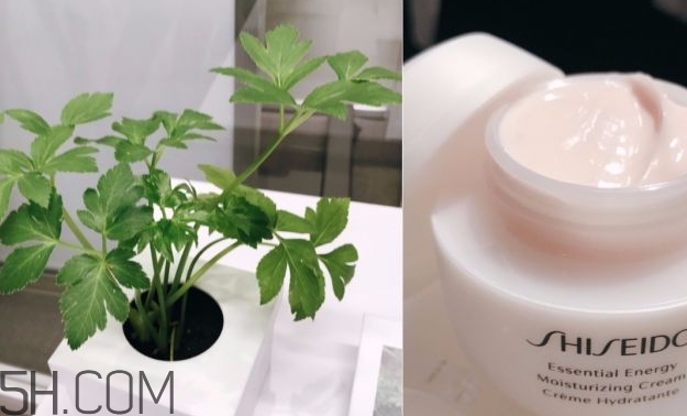 資生堂激能量水乳霜怎么樣？資生堂激能量水乳霜多少錢