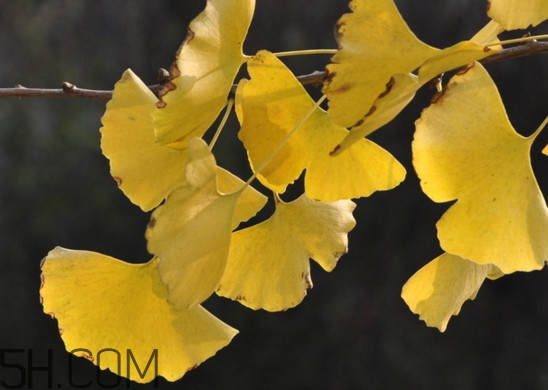 銀杏葉的花語是什么？銀杏樹葉可以降血壓嗎