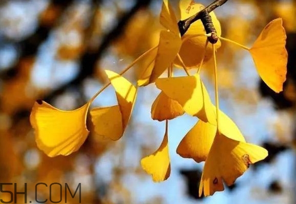 銀杏葉有什么作用？銀杏樹葉怎么處理才能當(dāng)茶葉喝