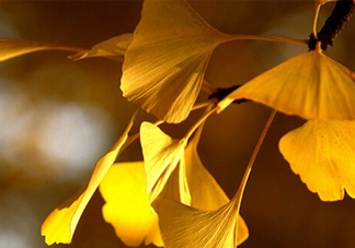 銀杏葉什么時(shí)間采收效果好？銀杏葉可以治什么病