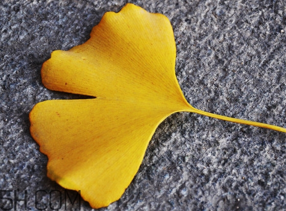 銀杏葉什么時(shí)間采收效果好？銀杏葉可以治什么病