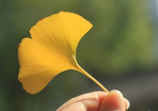 銀杏葉片能治耳鳴嗎？銀杏葉片可以降血脂嗎