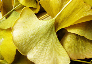 銀杏葉泡腳有什么好處？銀杏葉做枕頭有什么好處