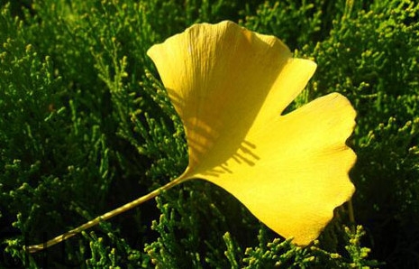 銀杏葉的花語是什么？銀杏樹葉可以降血壓嗎