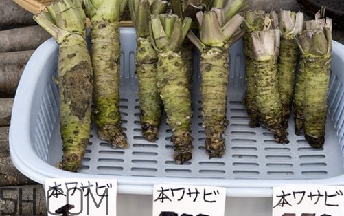 山葵是什么？山葵是芥末嗎