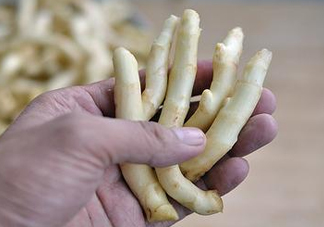 姜芽能吃嗎？姜芽怎么吃