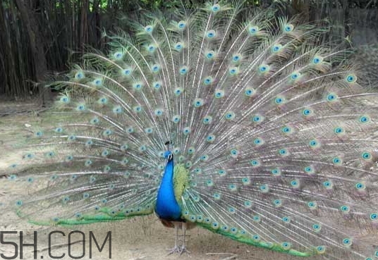 女生說孔雀是什么意思？女生說孔雀怎么回復(fù)