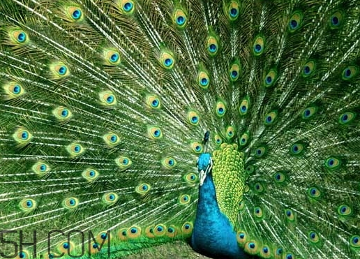 女生說孔雀是什么意思？女生說孔雀怎么回復(fù)