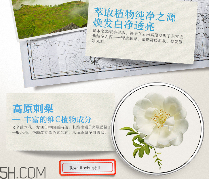 悅木之源韋博士刺梨煥亮維C精華露 悅木之源韋博士刺梨煥亮維C精華露