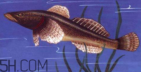 松江鱸魚(yú)多少錢(qián)一斤？松江鱸魚(yú)的松江在哪里