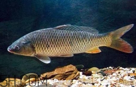 黃河鯉魚主要吃什么？黃河鯉魚和普通鯉魚的區(qū)別