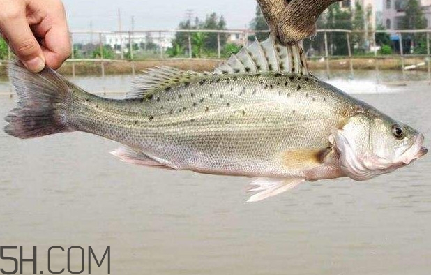 鱸魚有什么功效？鱸魚怎么養(yǎng)才不愛死