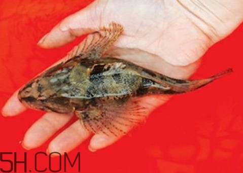 松江鱸魚怎么做？松江鱸魚養(yǎng)殖技術(shù)