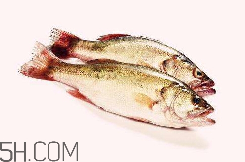 鱸魚有什么功效？鱸魚怎么養(yǎng)才不愛死