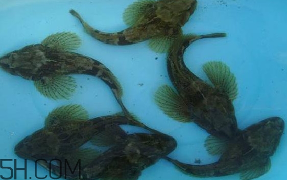 松江鱸魚怎么做？松江鱸魚養(yǎng)殖技術(shù)