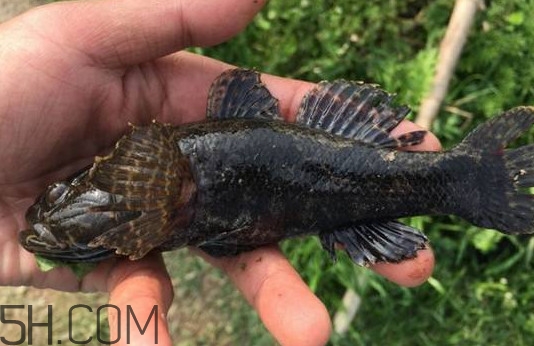 松江鱸魚(yú)能長(zhǎng)多大？塘鱧魚(yú)和松江鱸魚(yú)有什么區(qū)別