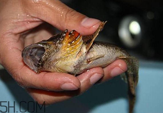 松江鱸魚產(chǎn)地在松江嗎？松江鱸魚是保護(hù)動(dòng)物嗎