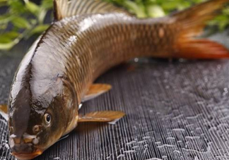 野生黃河鯉魚多少錢一斤？黃河鯉魚有幾根須