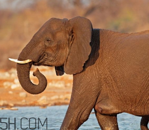 女人說大象是什么意思？女生發(fā)消息大象什么意思？