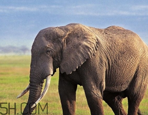 女人說大象是什么意思？女生發(fā)消息大象什么意思？