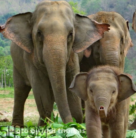 女人說大象是什么意思？女生發(fā)消息大象什么意思？