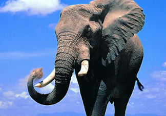 女人說(shuō)大象是什么意思？女生發(fā)消息大象什么意思？