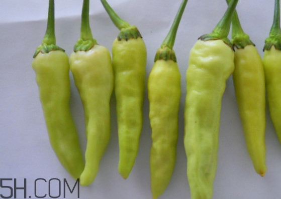 泡椒是什么辣椒？泡椒是怎樣自制的