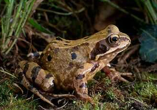 買賣林蛙違法嗎？林蛙和蛤蟆的區(qū)別