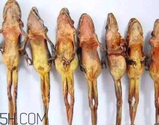 雪蛤和雪蛤油一樣嗎？雪蛤是青蛙嗎