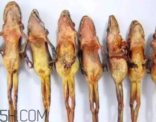 雪蛤的價格多少1克？雪蛤為什么這么貴