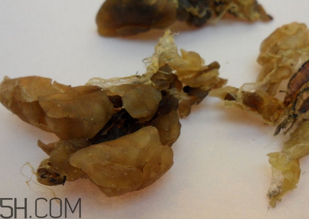 雪蛤可以和鹿胎膏一起吃嗎？雪蛤不能和什么一起吃