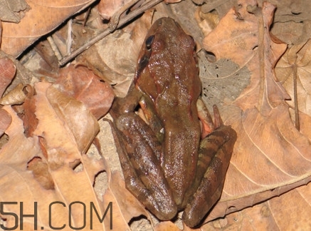 林蛙是發(fā)物嗎？林蛙是國(guó)家二級(jí)保護(hù)動(dòng)物嗎？